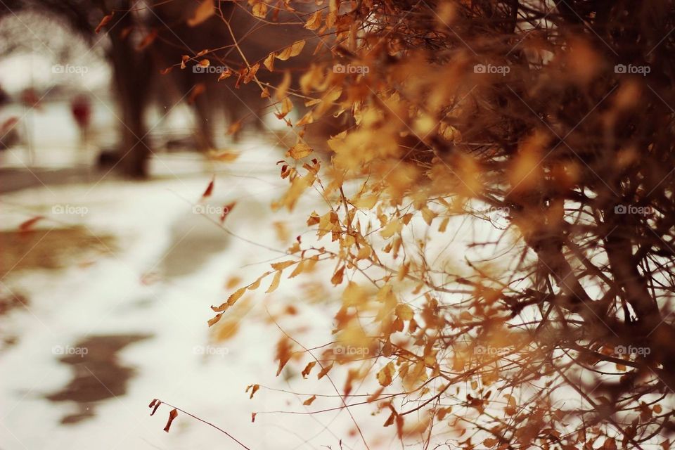 autumn rain melancholy