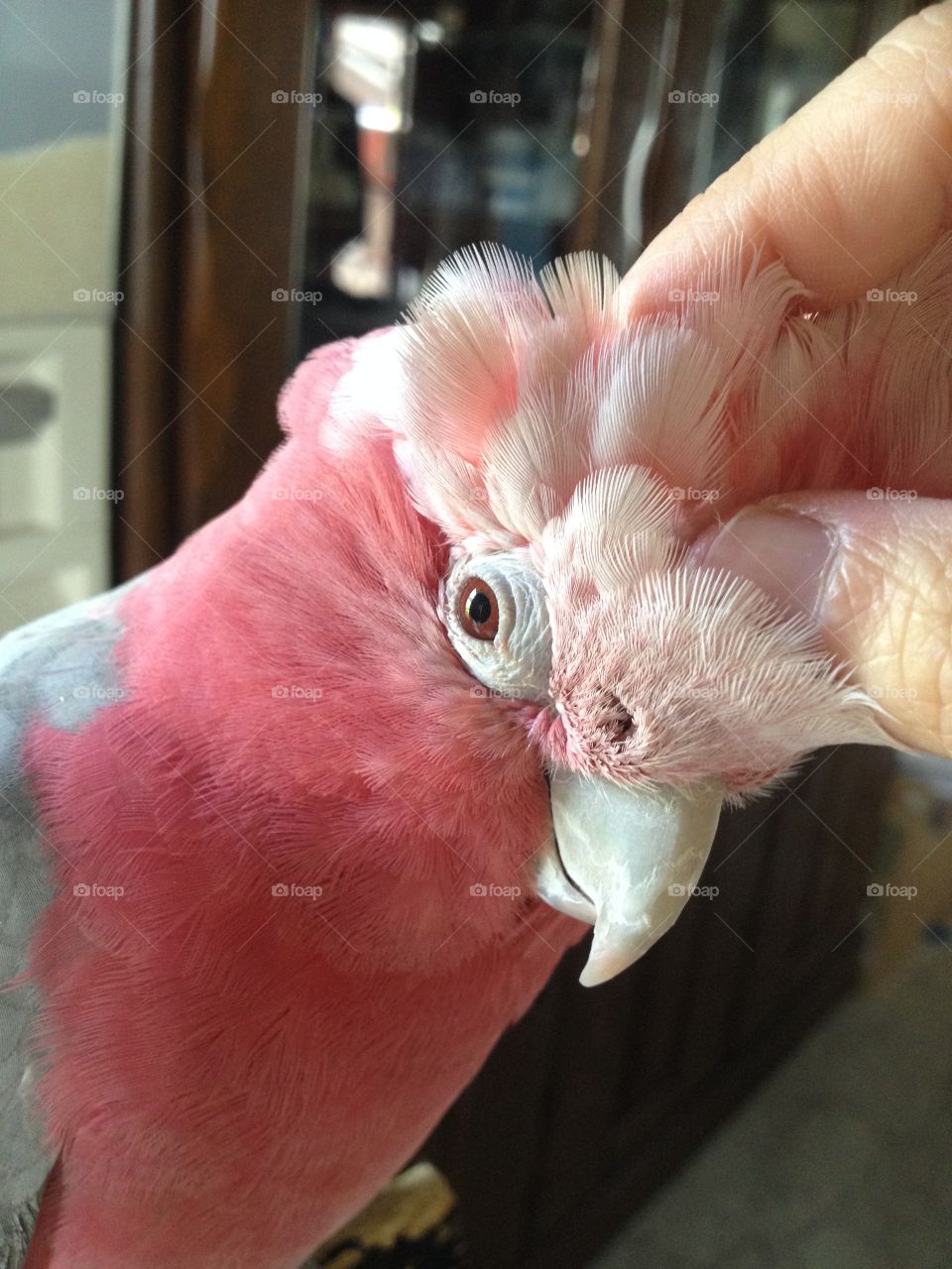 galah pink and grey cockatoo