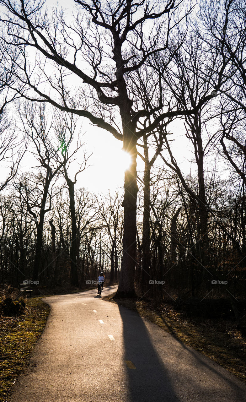 Tree, Landscape, Road, Wood, No Person