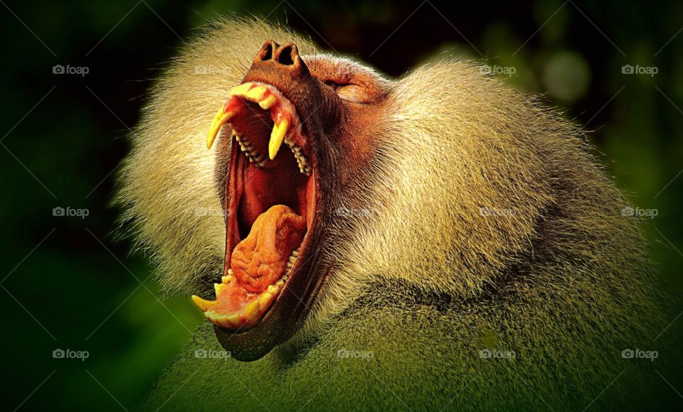 A yawning baboon reveals his fearsome teeth.
