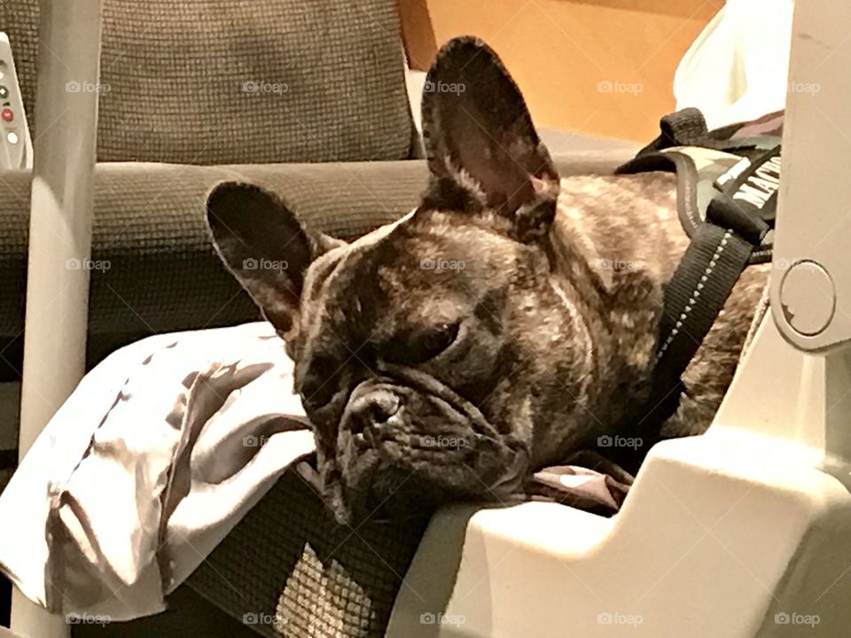 Bulldog resting on a train trip