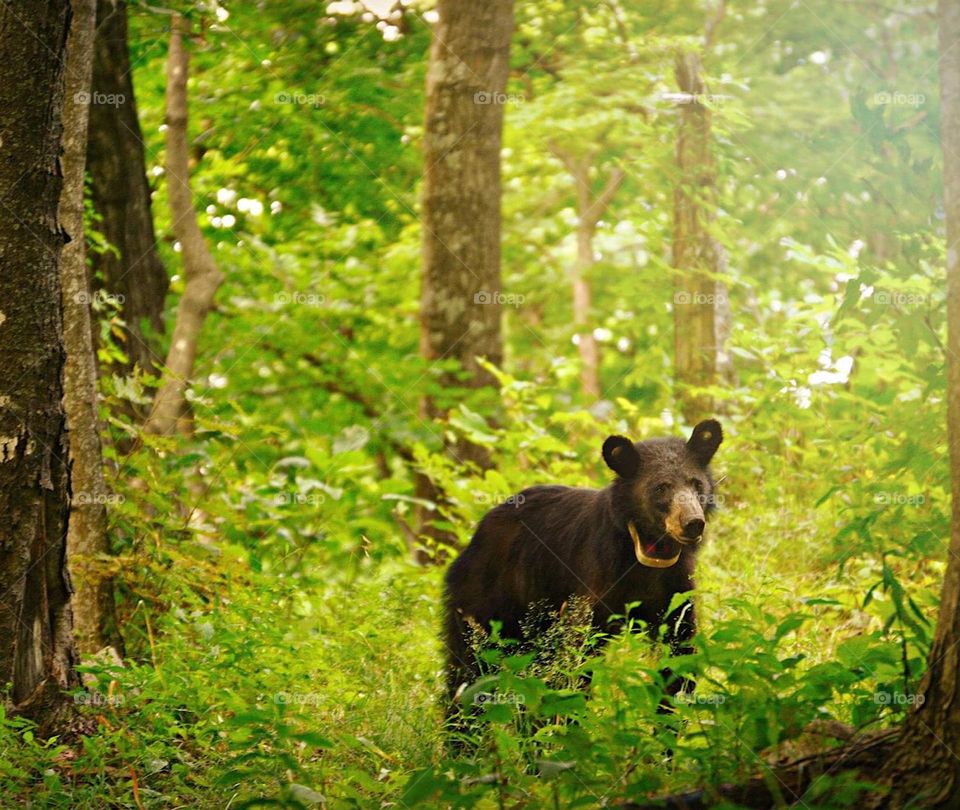 Momma bear was watching her Cubs