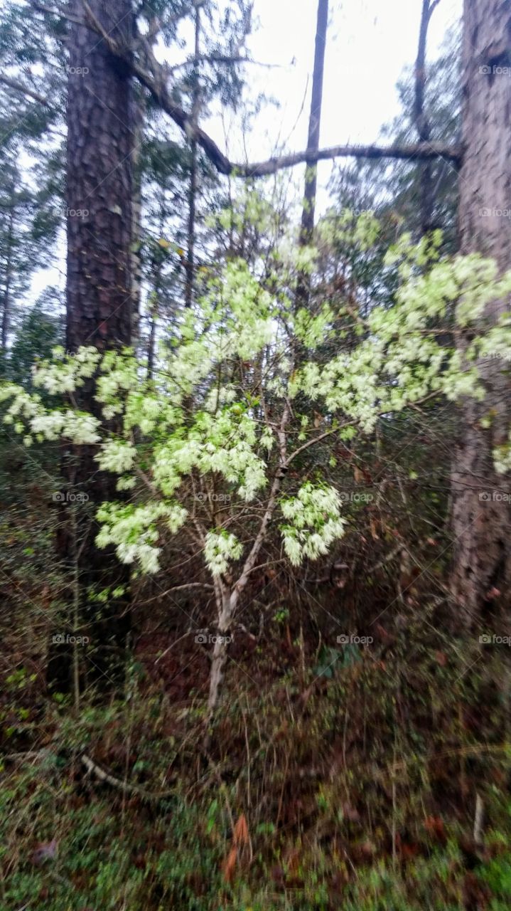 Spring in Sam Houston National Forest 