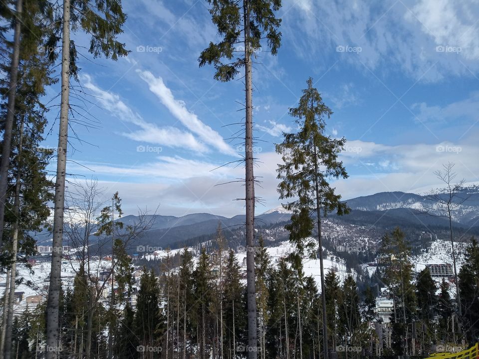 winter nature. winter sky. tree. winter landscape