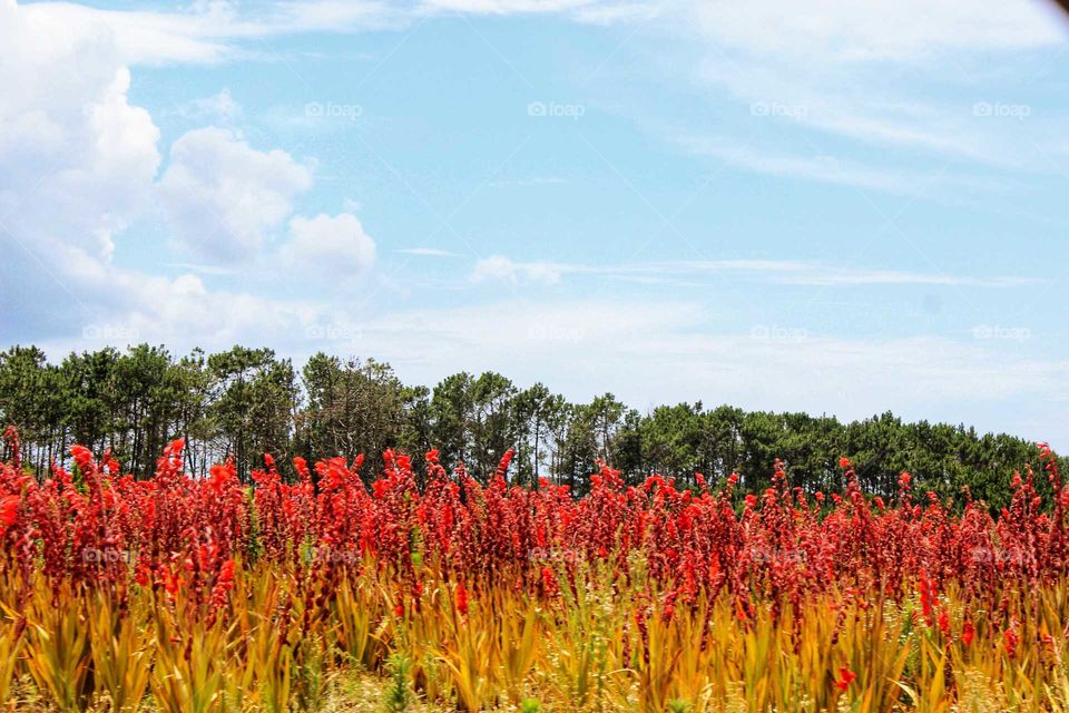 Clash of Colors mission.. Field of red flowers