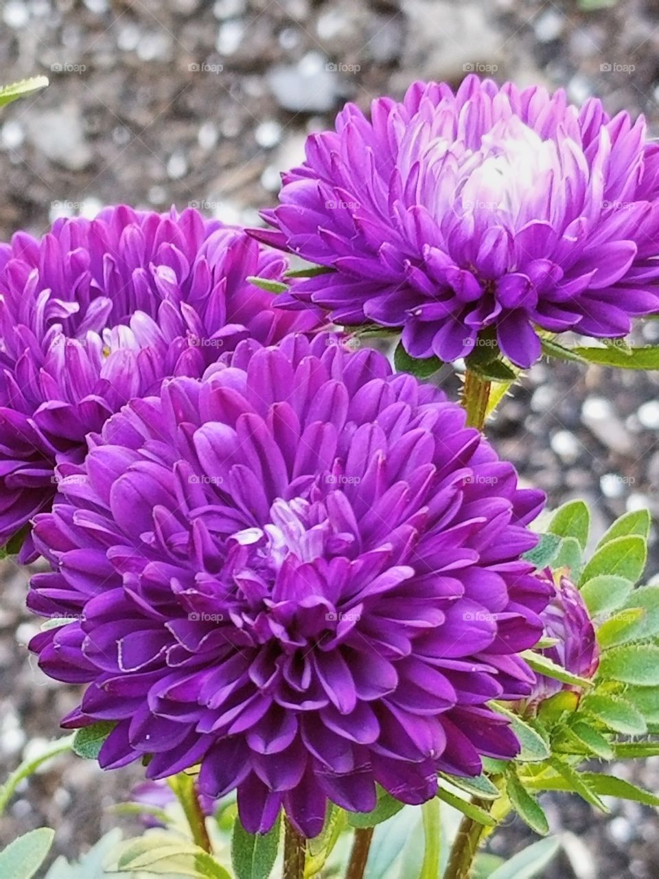 Purple flowers