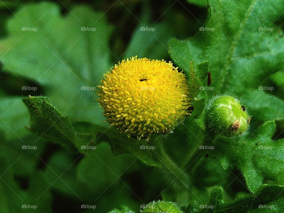 Granea is a genus of flowering plants in the sunflower family.