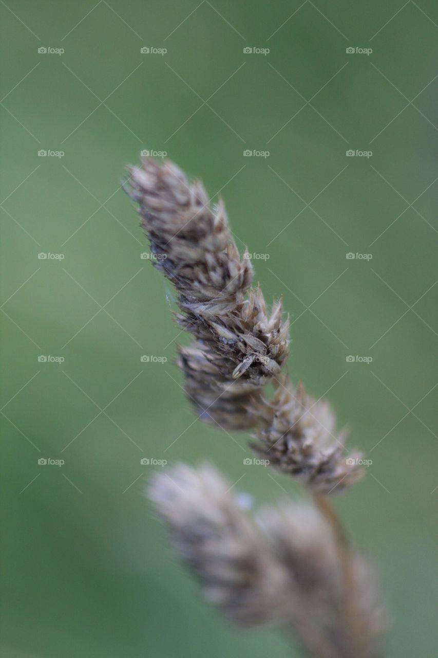 Wheat close up macro 100mm 