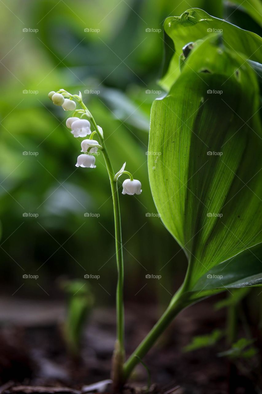 Lily of the valley