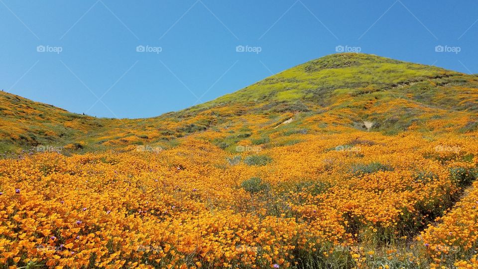 Super bloom