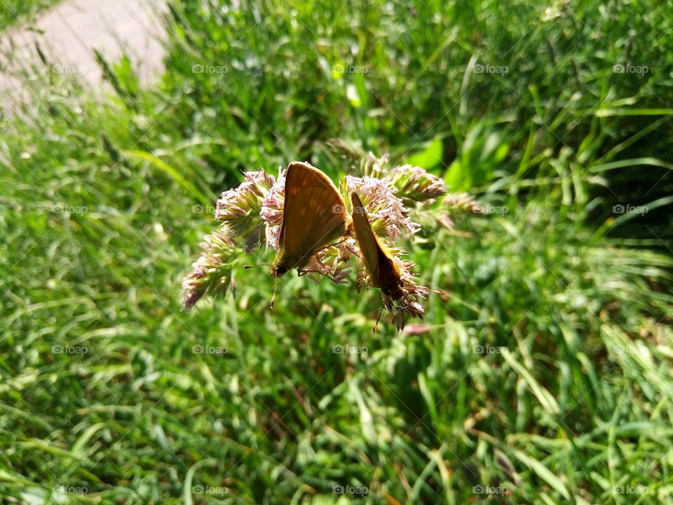 бабочки.мотыльки.