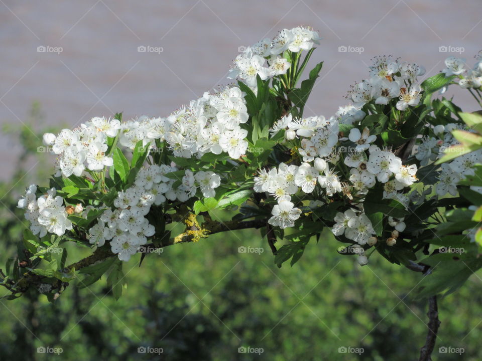 Hawthorn growing along the coastline