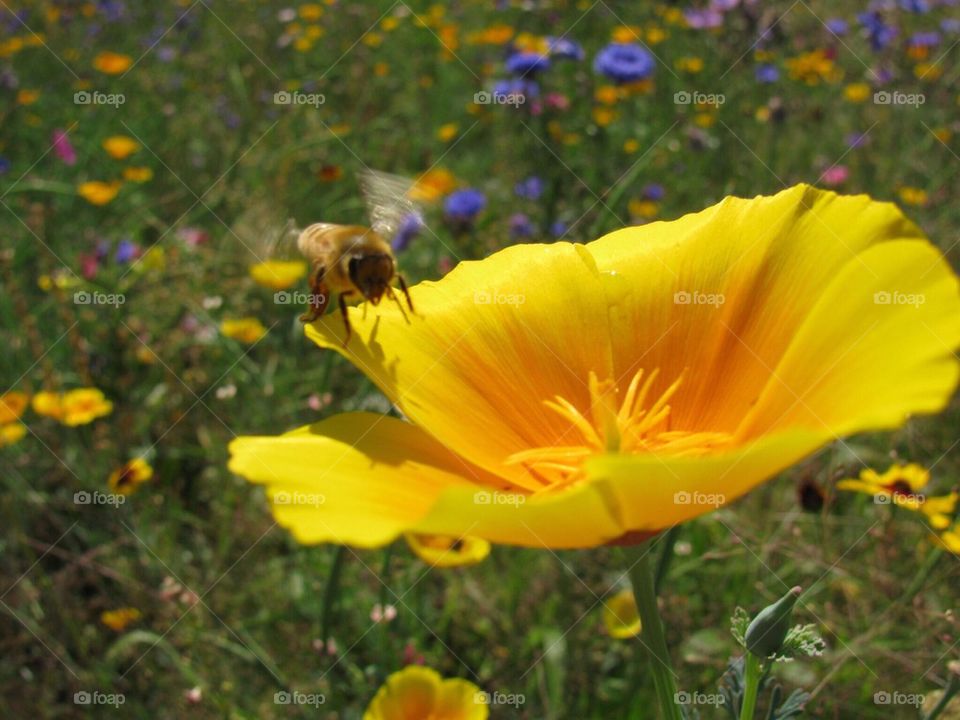 Landing Bee