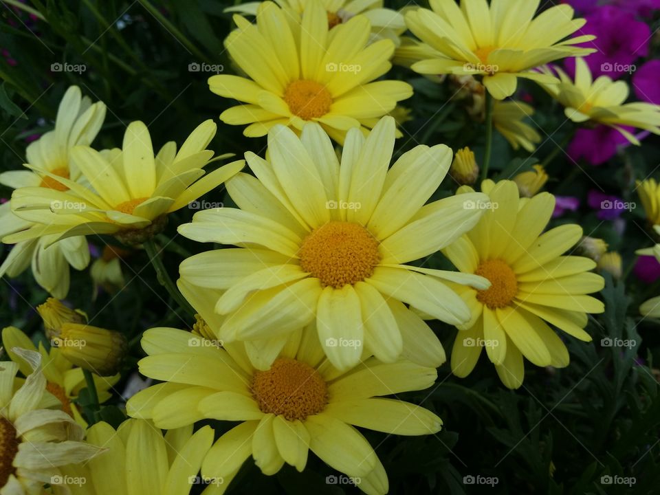 Yellow Daisies