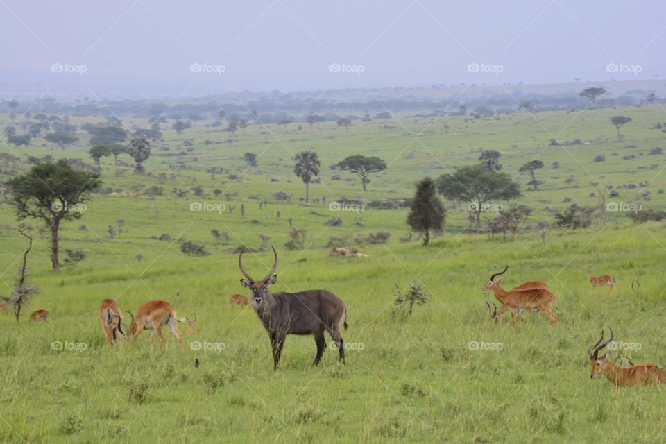 Mammal, Antelope, Wildlife, No Person, Grass