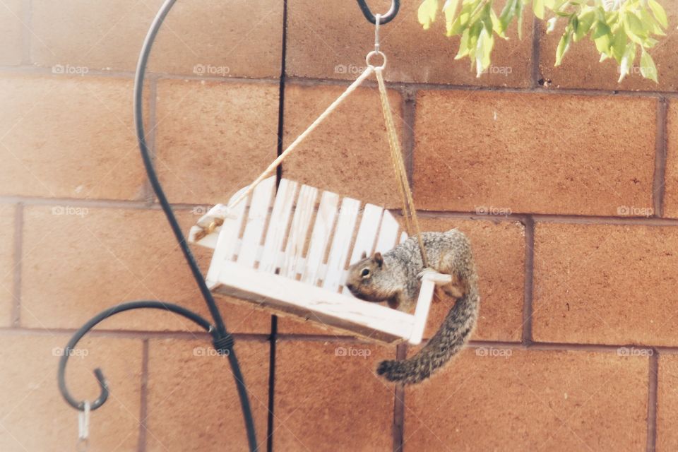 Squirrel on a bird feeder