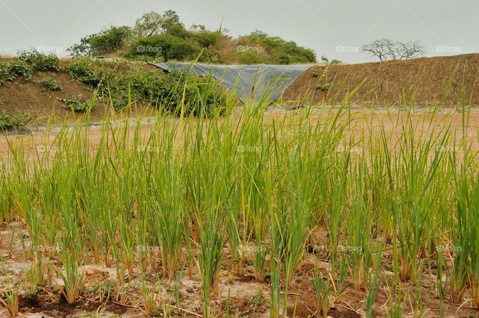 Green grass growing on dry land