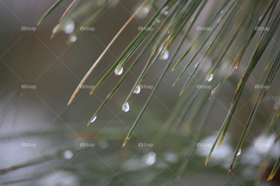 Dew, Rain, Drop, Nature, Leaf