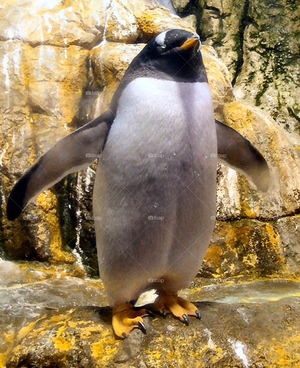 zoo penguin by refocusphoto