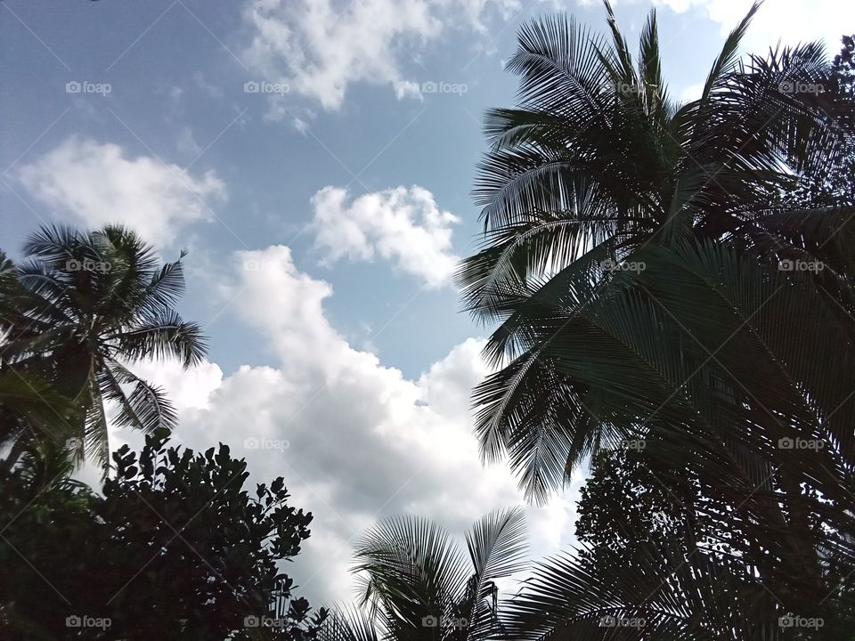 Sky over coconut trees
