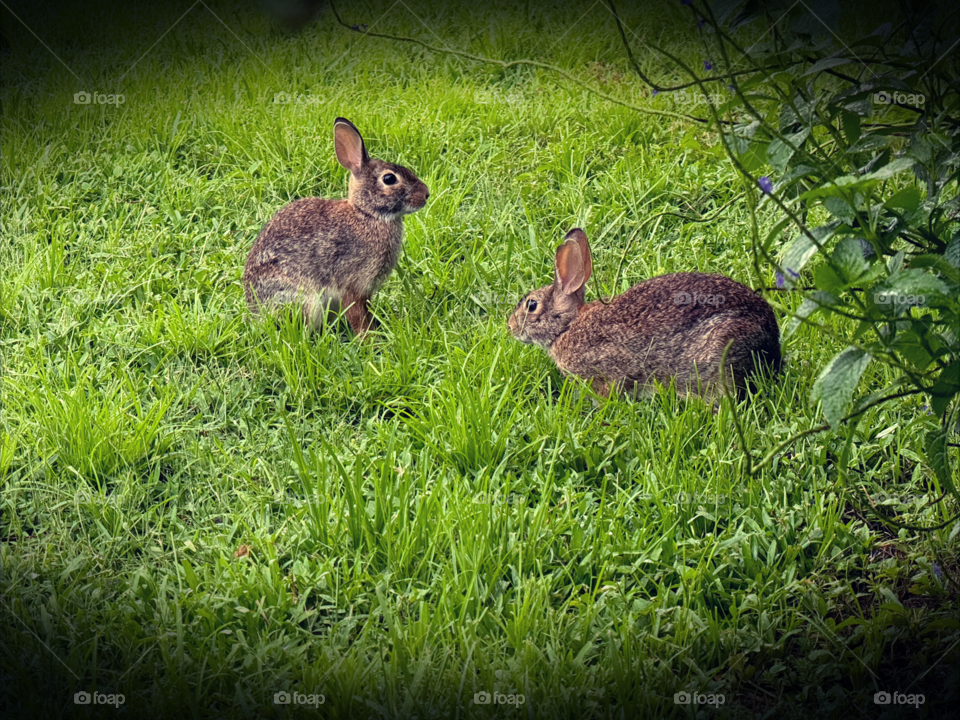 Bunny love…