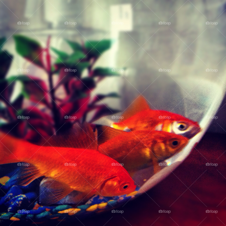 fish goldfish by nkimhi