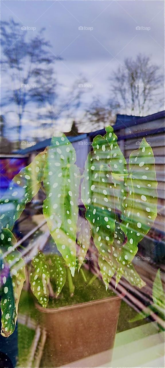 The exotic plant with the spotted leaves half visible through the window with reflections of a garden and surrounding houses on it is a „Rainbow Begonia“. It is strictly an indoor plant at this time of year in February 2024. Hypnotic Productions