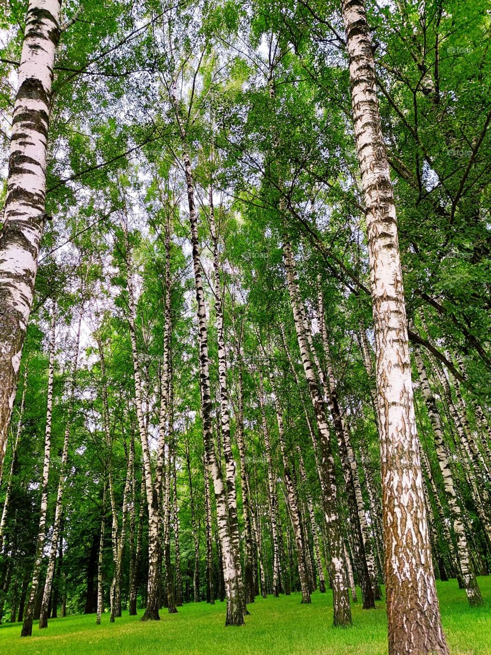 Birch Grove.  Summer