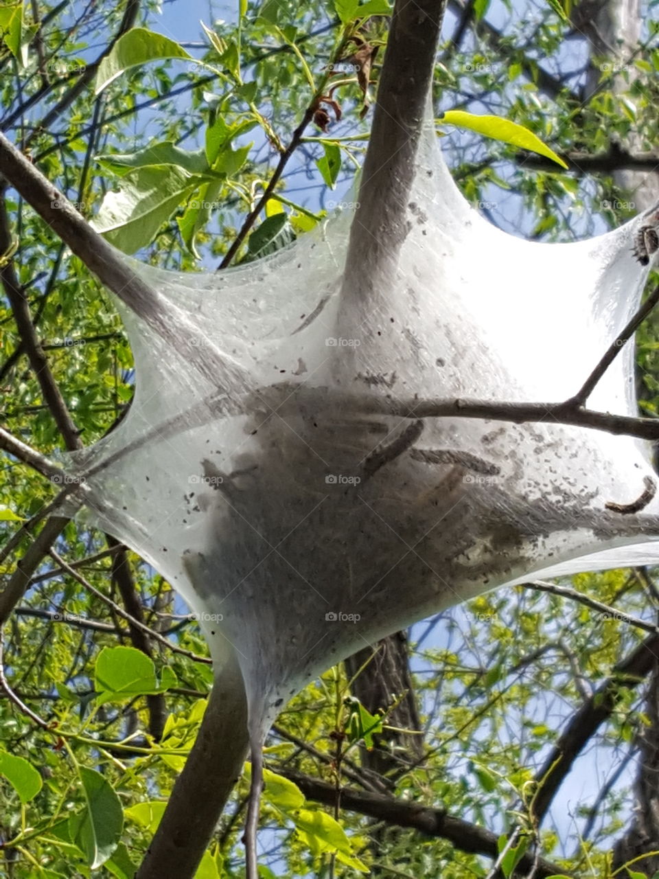 Low angle view of cocoon on tree