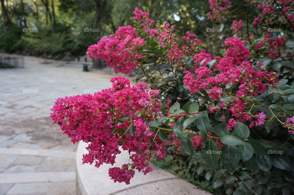 Flowers in NYC . In Carl Schurz park in Yorkville 
