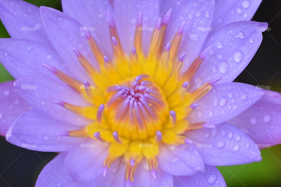 Close up photography of a lotus flower 