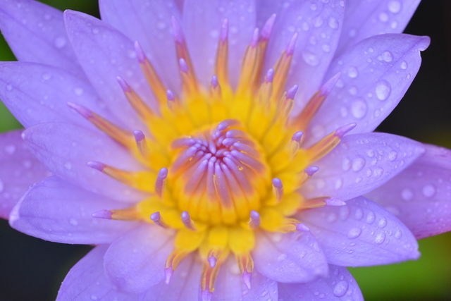 Close up photography of a lotus flower 