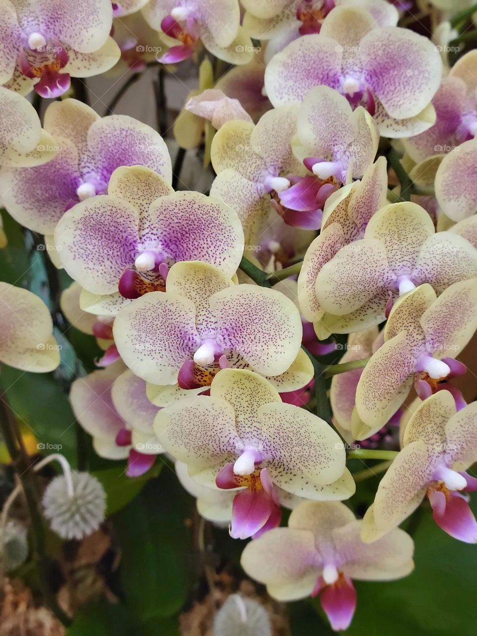 Yellow Pink Orchids Hong Kong