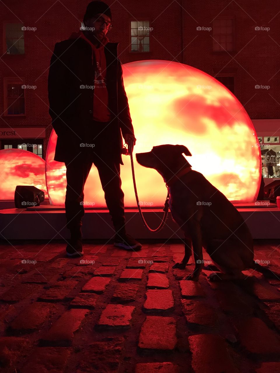 Dog at light festival