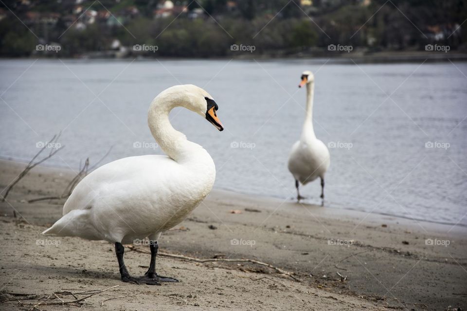 swans on the beach