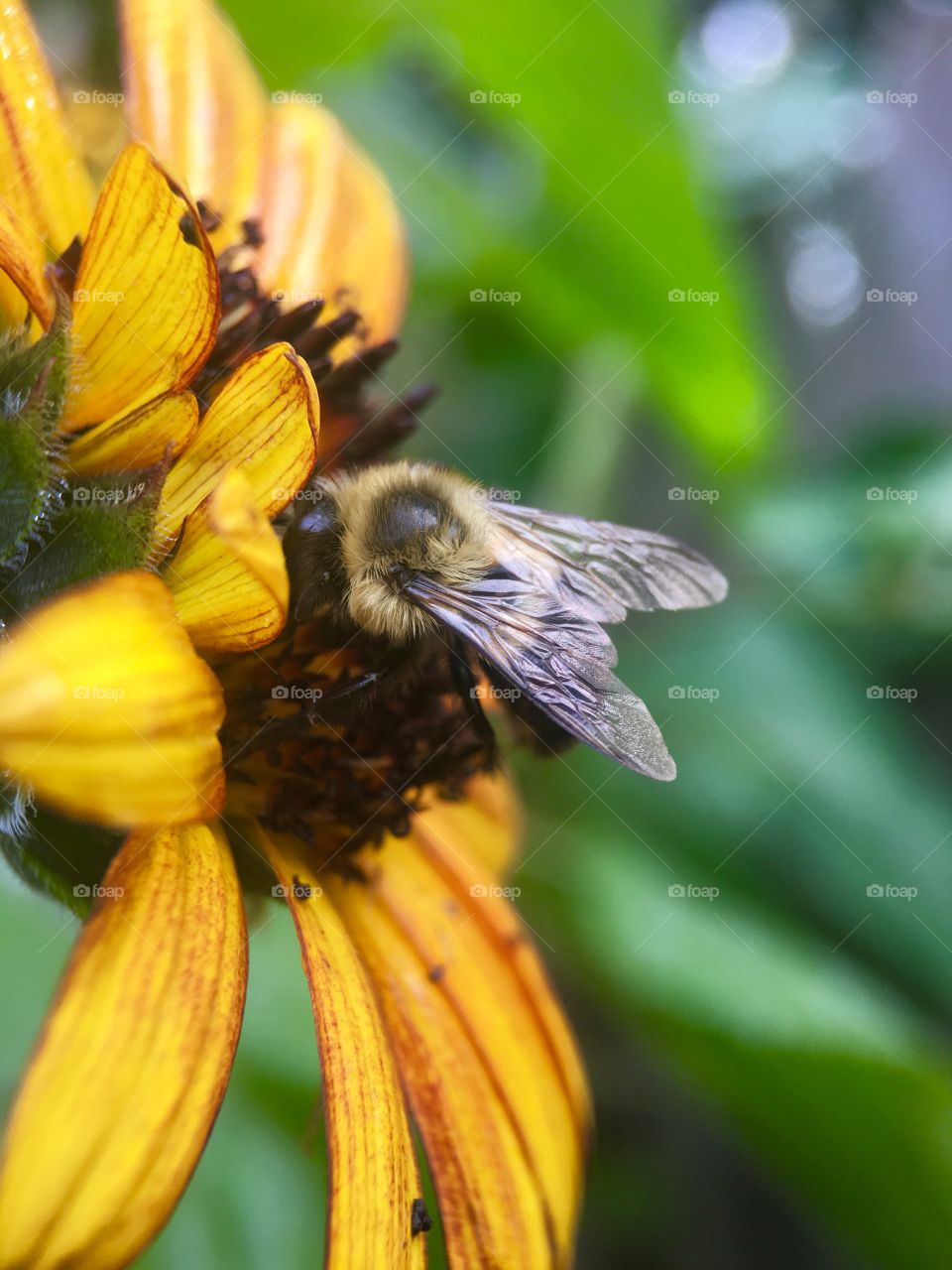 Extreme close-up of bee pollinating on sunflower