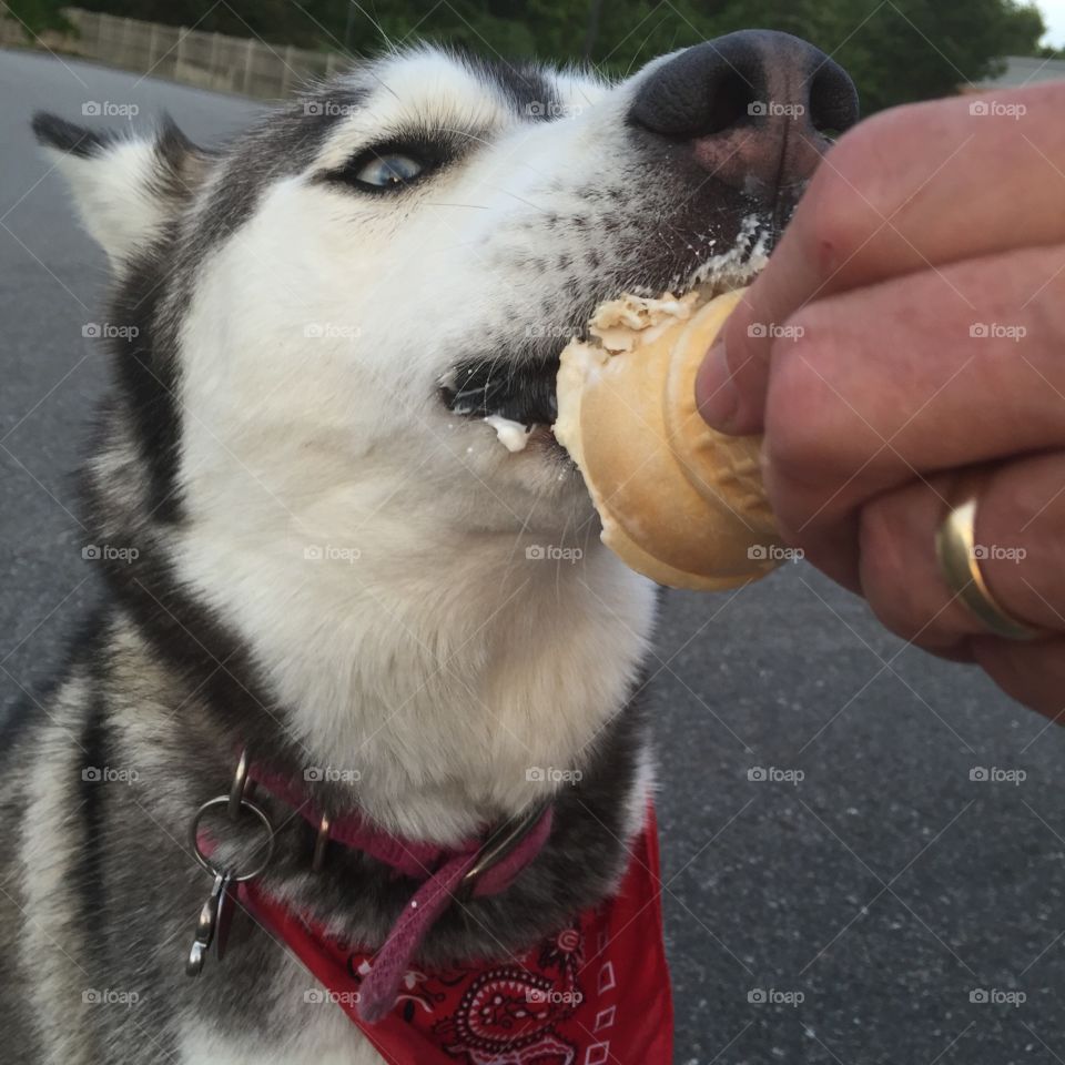 Summertime ice cream

Fur dogs too!!!!