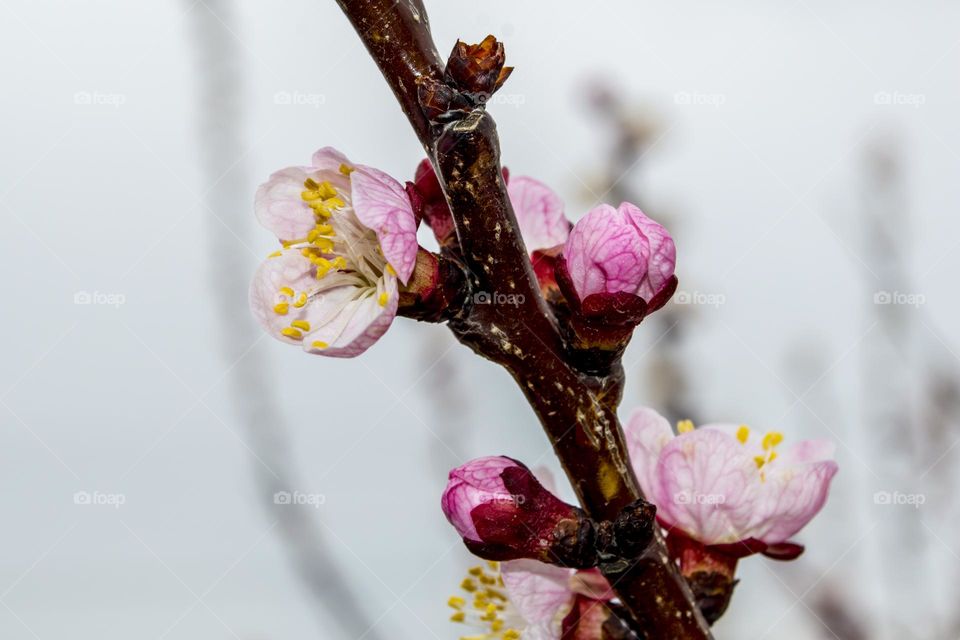 Branch of blossoming apricot.