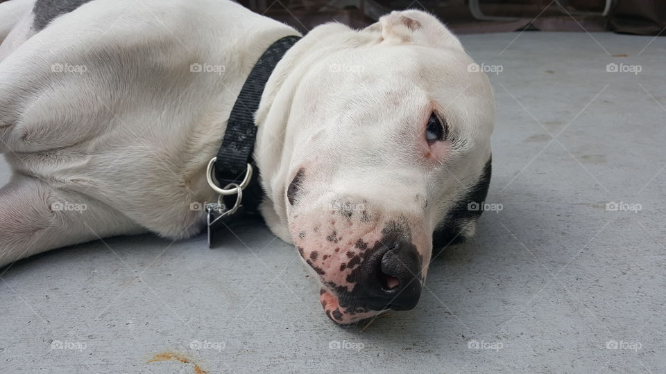 Busta - Pitbull/ Catahoula Leopard Mix