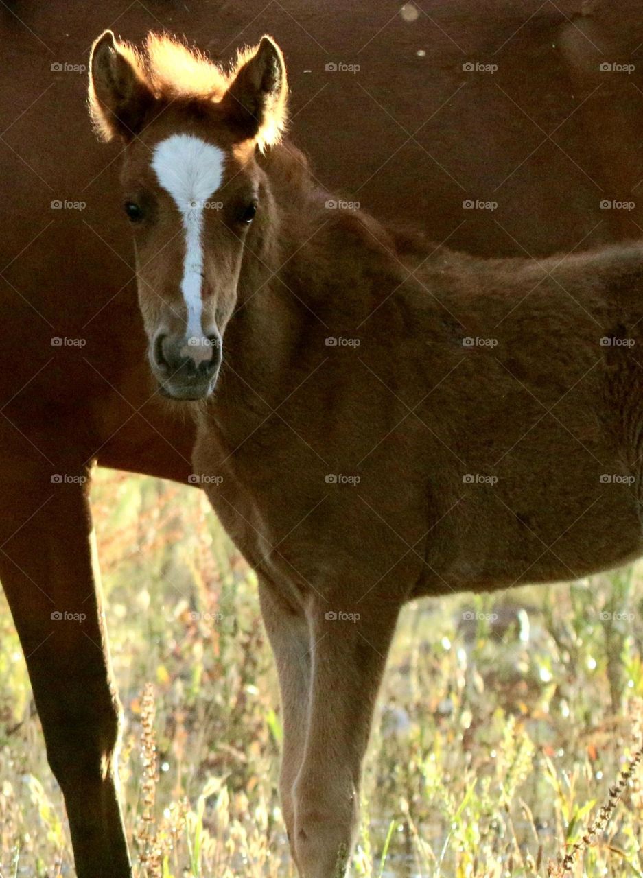 Salt River Wild Horse Filly