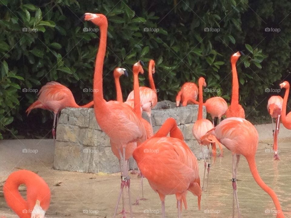 Pink flamingos