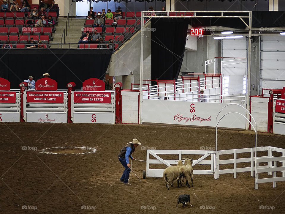 That will be all ...Dog!. Sheep dog herding trials at the Calgary Stampeed.