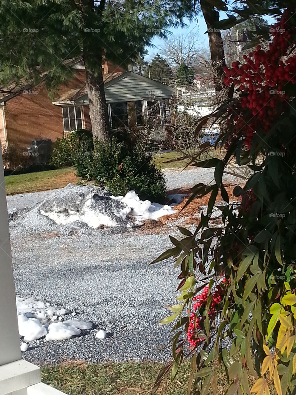 red berries in winter