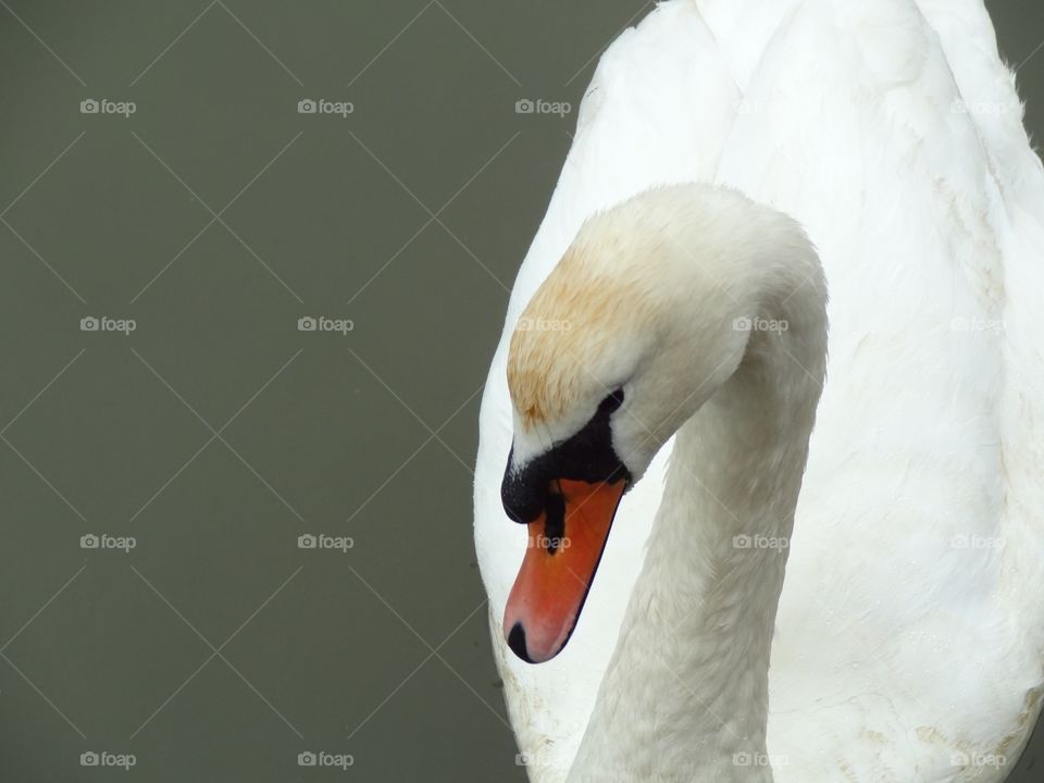 Swanning around 