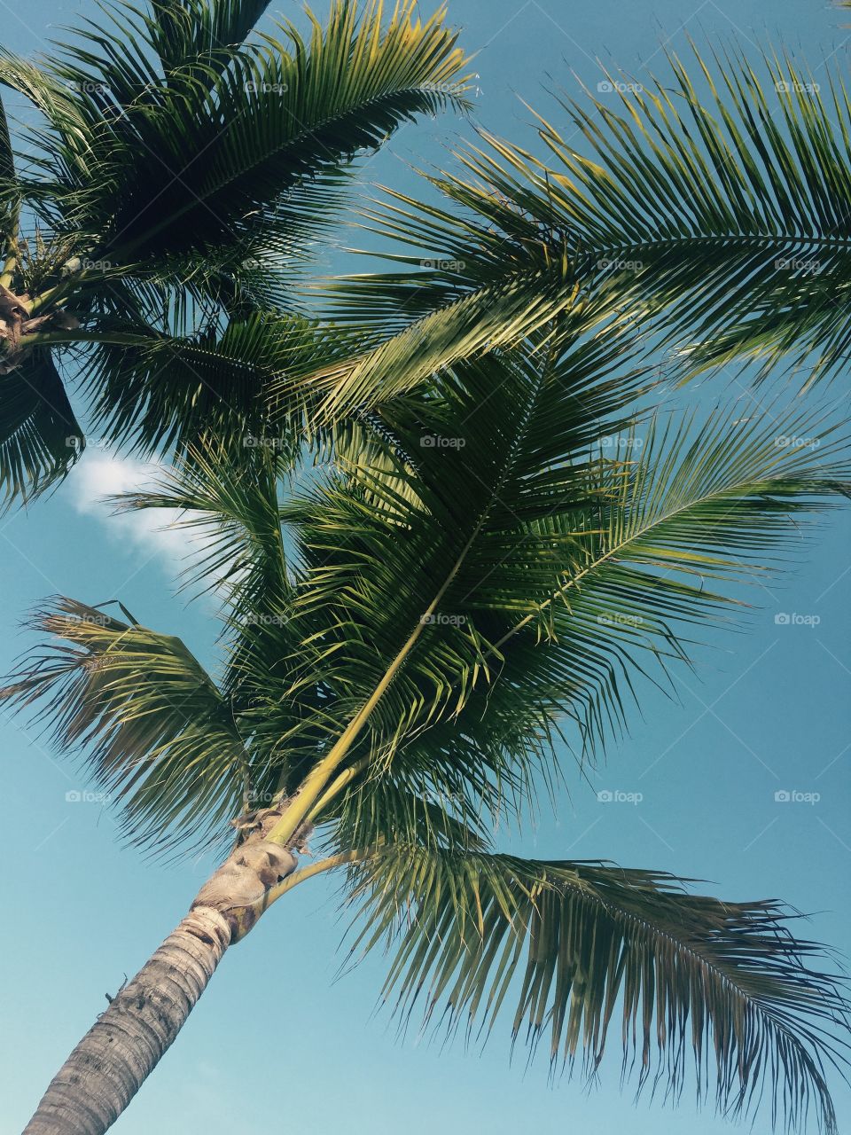 Tropical, Palm, No Person, Exotic, Beach