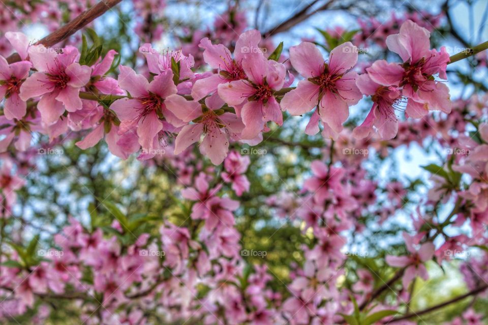 beautiful pink flowers on the branches of a blossoming peach tree