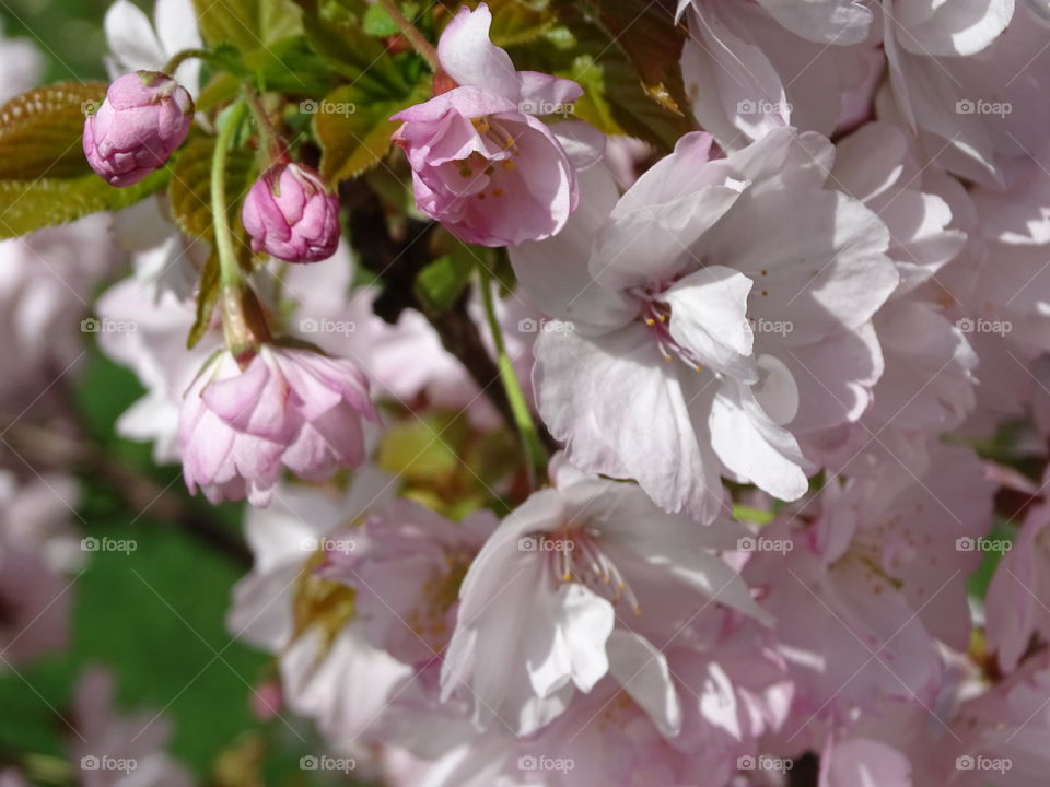 Pink blossom