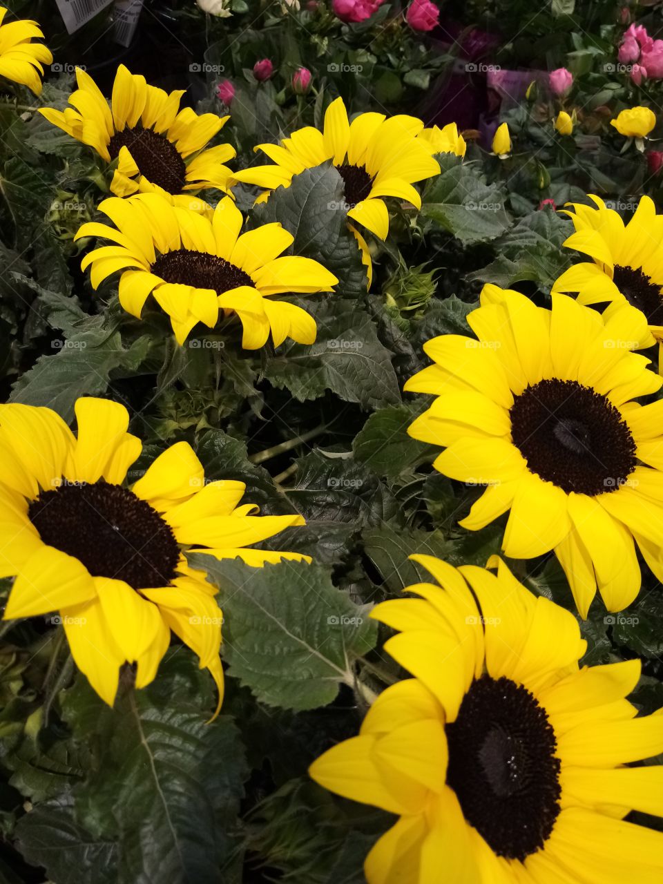Sonnenblumen