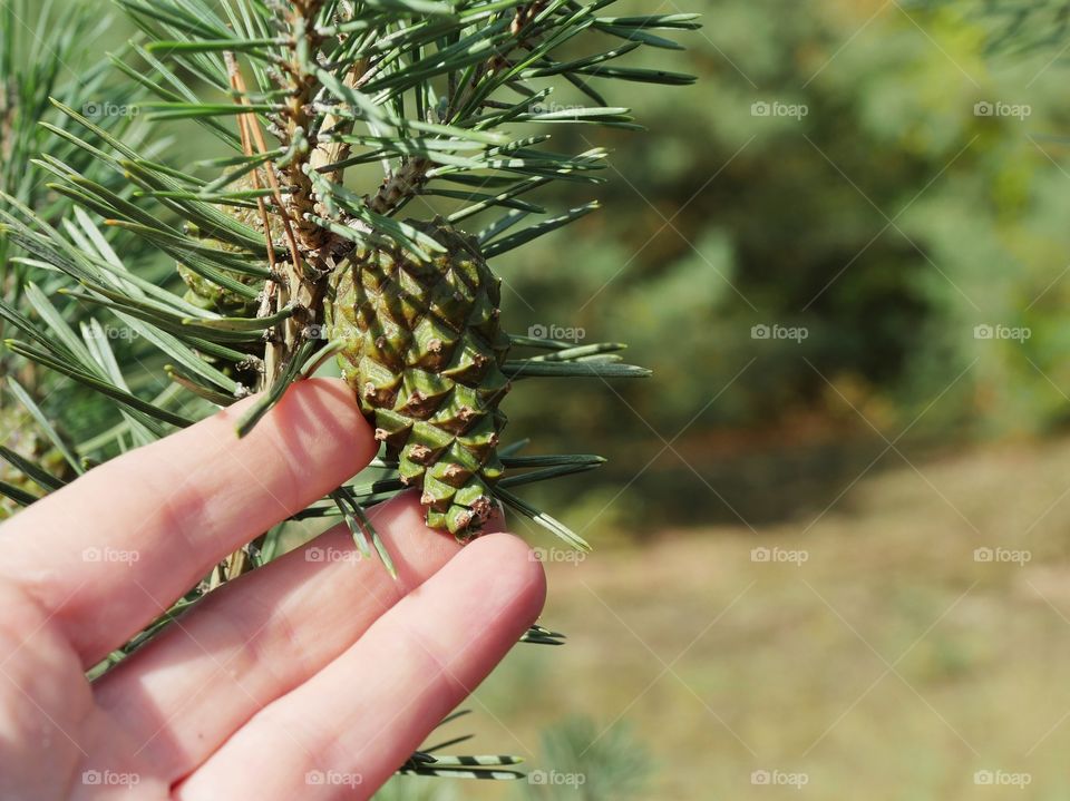 Emerging green pine cone on the tree