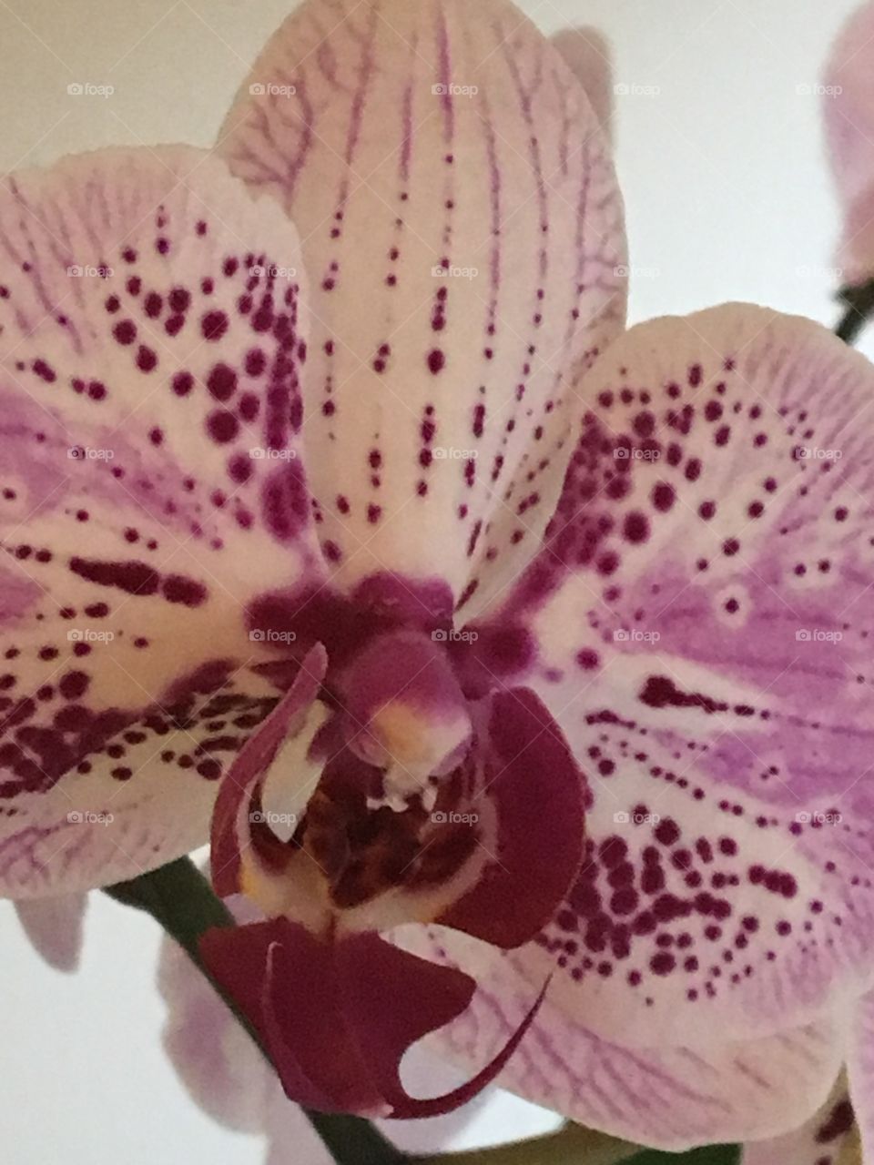 Orchid 